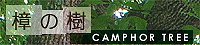 camphor.jpg 200x45x24